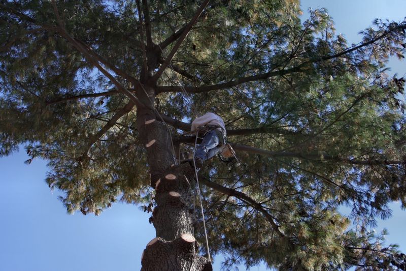 Arborist Cutting Branch