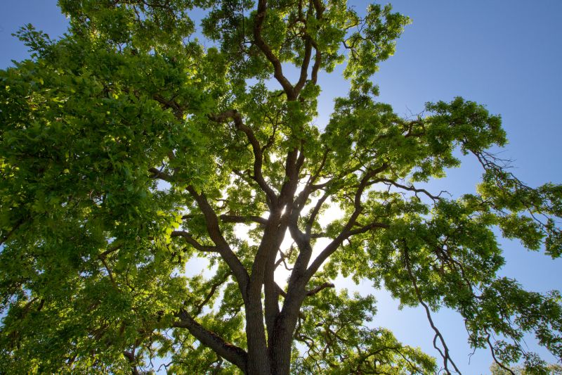 Pruned Tree Canopy