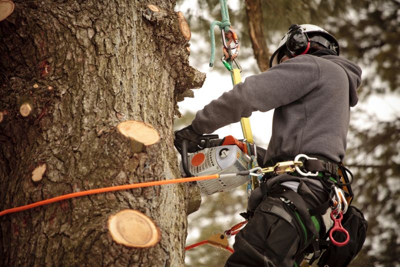 Arborist Working on Tree